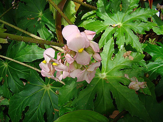 Starleaf begonia: Dick Culbert: Known as the Star Leaf Begonia, B. heracleifolia is widely planted as ground cover. It is native across Central America, but is here blooming in t