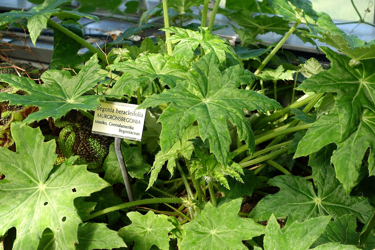 Starleaf begonia: Botanical specimen in the Victoriahuset, Bergianska trädgården - Stockholm, Sweden.