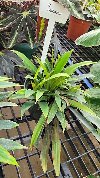 Begonia herbacea: Begonia herbacea
