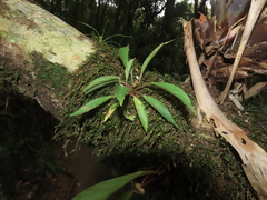 Begonia herbacea (Begonia herbacea)