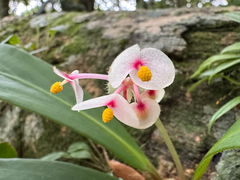 Begonia herbacea (Begonia herbacea)
