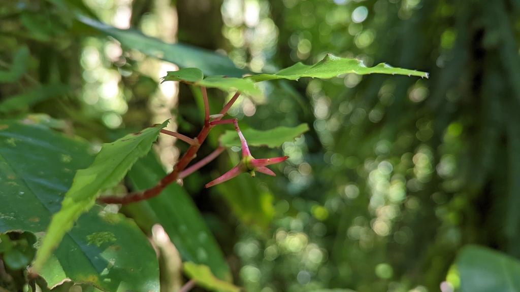 Begonia heydei (Begonia heydei)
