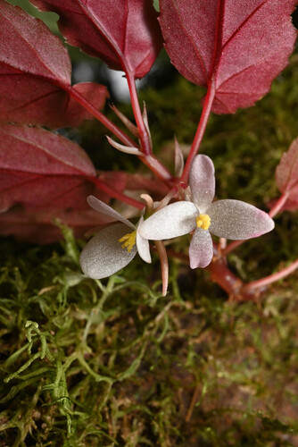 Begonia heydei (Begonia heydei)