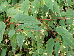 Begonia hirsuta (Begonia hirsuta)