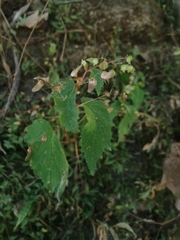 Begonia hirsuta (Begonia hirsuta)