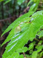 Begonia hirsuta (Begonia hirsuta)