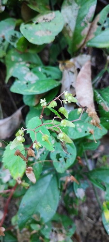 Begonia hirsuta (Begonia hirsuta)