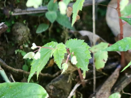Begonia hirsuta (Begonia hirsuta)