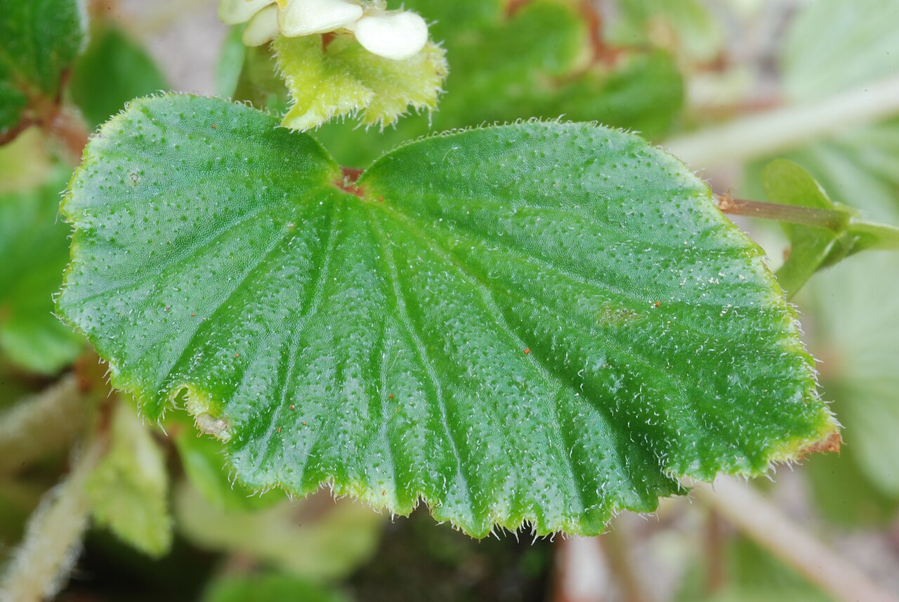 Begonia hirsuta: Begonia hirsuta Aubl. Family : Begoniaceae Accession : 20071180-37 National Botanical Garden of Belgium Meise Botanic Garden Native name Nationale Plantentuin v