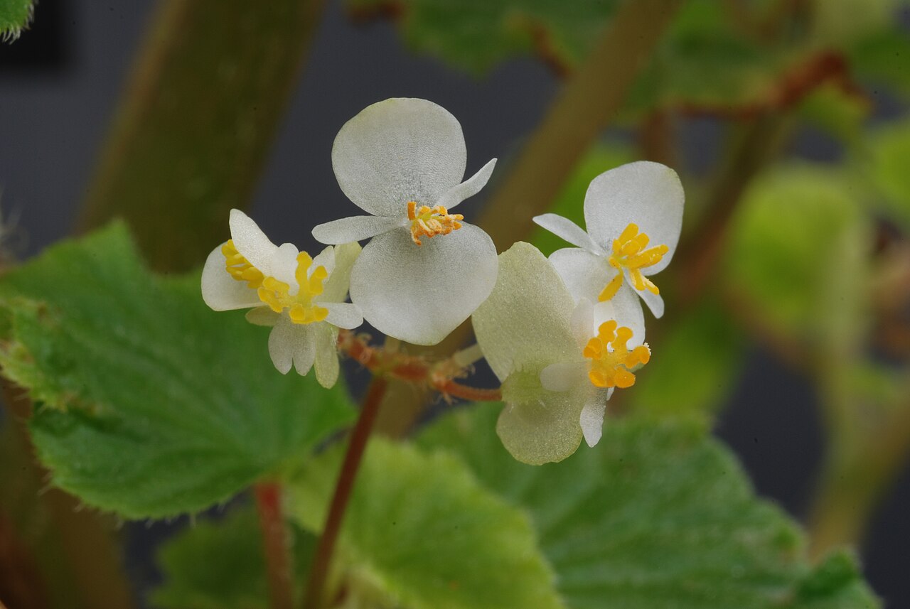 Begonia hirsuta: Begonia hirsuta Aubl. Family : Begoniaceae Accession : 20071180-37 National Botanical Garden of Belgium Meise Botanic Garden Native name Nationale Plantentuin v