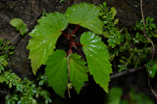 Begonia hirsuta (Begonia hirsuta)