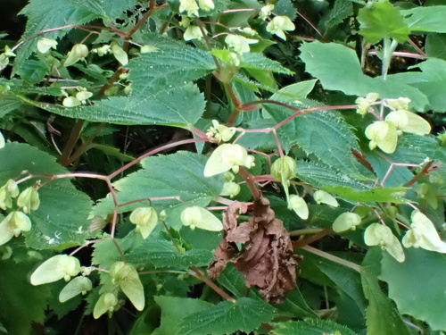 Begonia hirsuta (Begonia hirsuta)