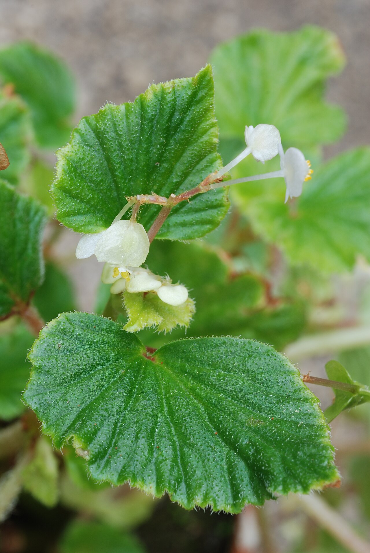 Begonia hirsuta: Begonia hirsuta Aubl. Family : Begoniaceae Accession : 20071180-37 National Botanical Garden of Belgium Meise Botanic Garden Native name Nationale Plantentuin v
