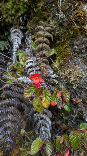 Begonia hirta (Begonia hirta)