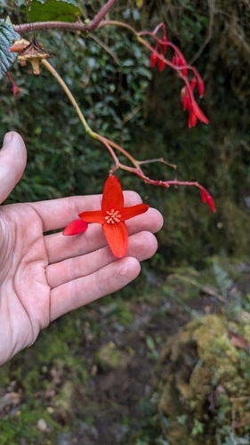 Begonia hirta (Begonia hirta)