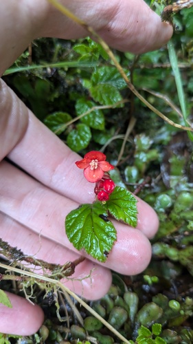 Begonia hirta (Begonia hirta)