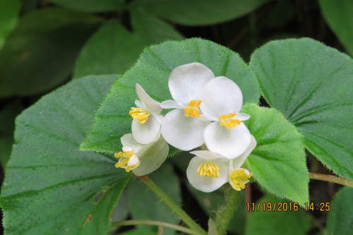Brazilian begonia (Begonia hirtella)
