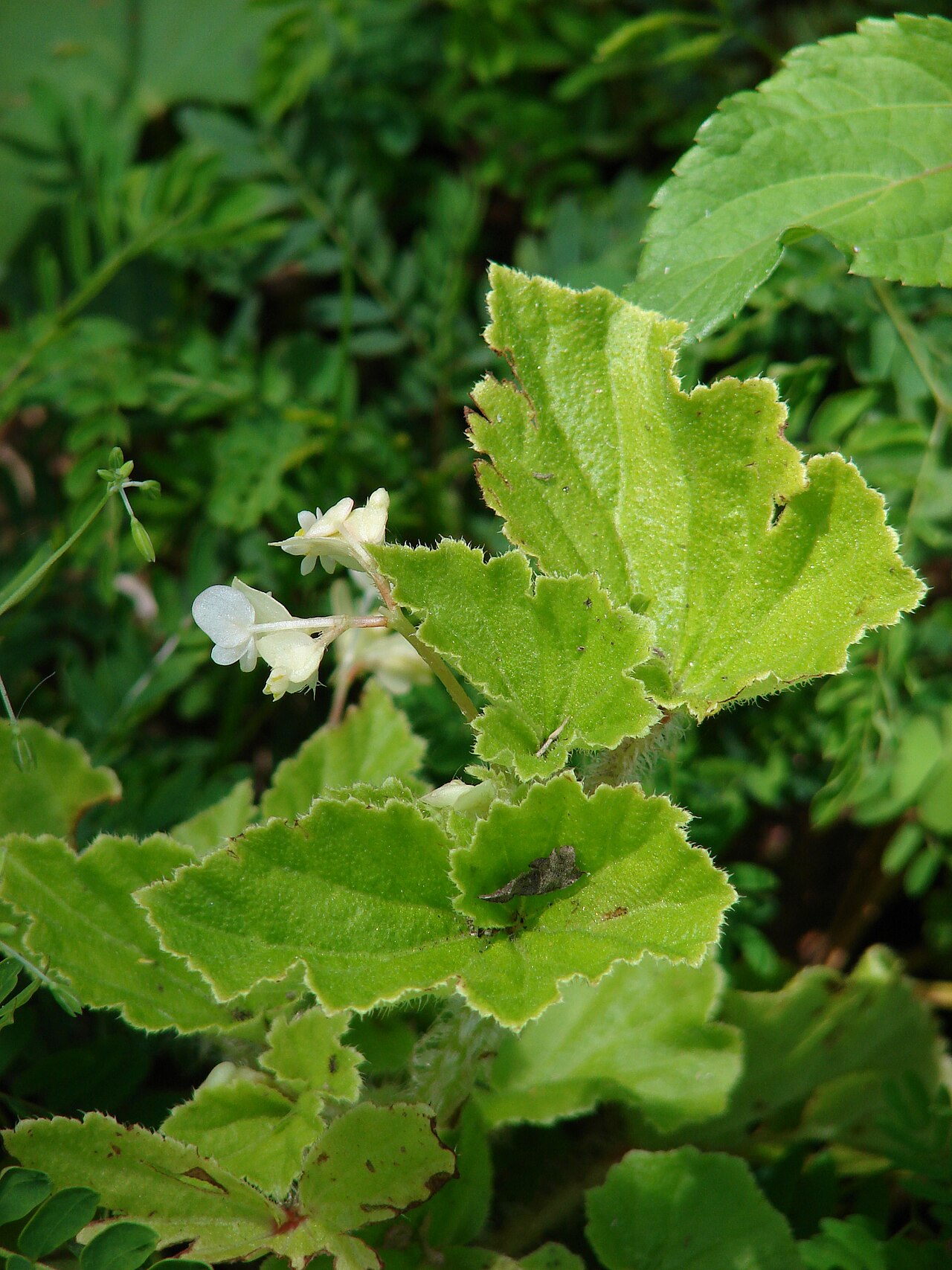 Brazilian begonia: Begonia hirtella (habit). Location: Maui, Hana