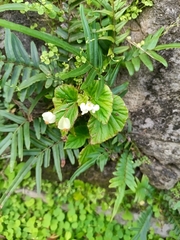 Brazilian begonia (Begonia hirtella)