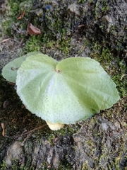 Brazilian begonia (Begonia hirtella)