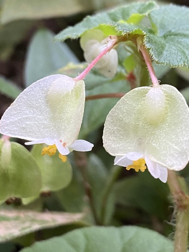 Brazilian begonia (Begonia hirtella)
