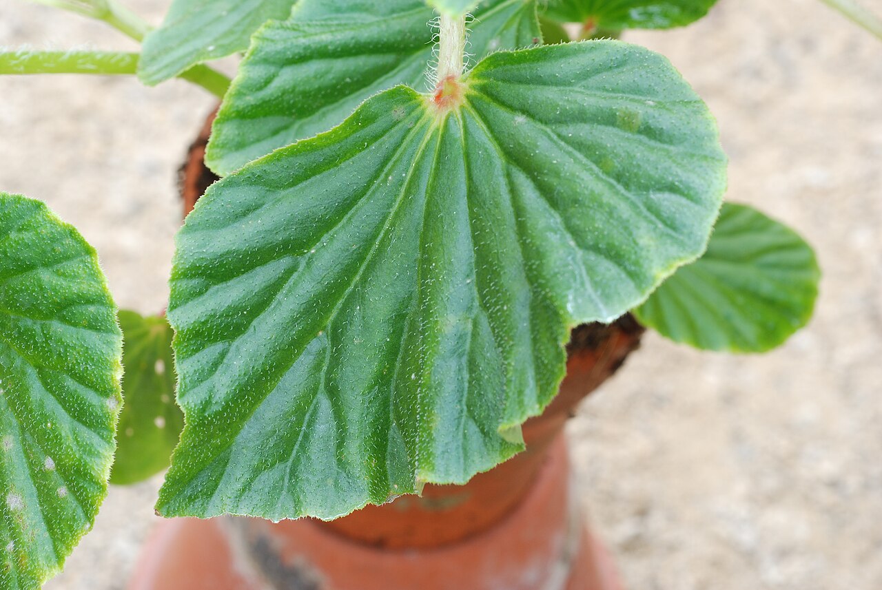 Brazilian begonia: Begonia hirtella Link Family : Begoniaceae Accession : 20071181-38 National Botanical Garden of Belgium Meise Botanic Garden Native name Nationale Plantentuin v