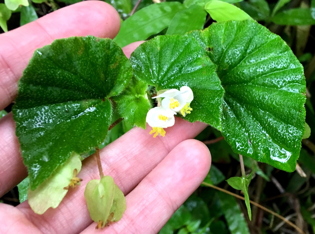 Brazilian begonia (Begonia hirtella)
