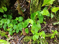 Brazilian begonia (Begonia hirtella)