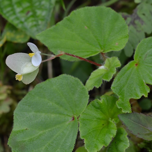 Brazilian begonia (Begonia hirtella)