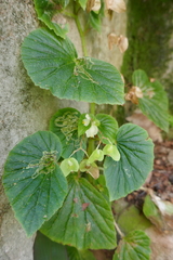 Brazilian begonia (Begonia hirtella)