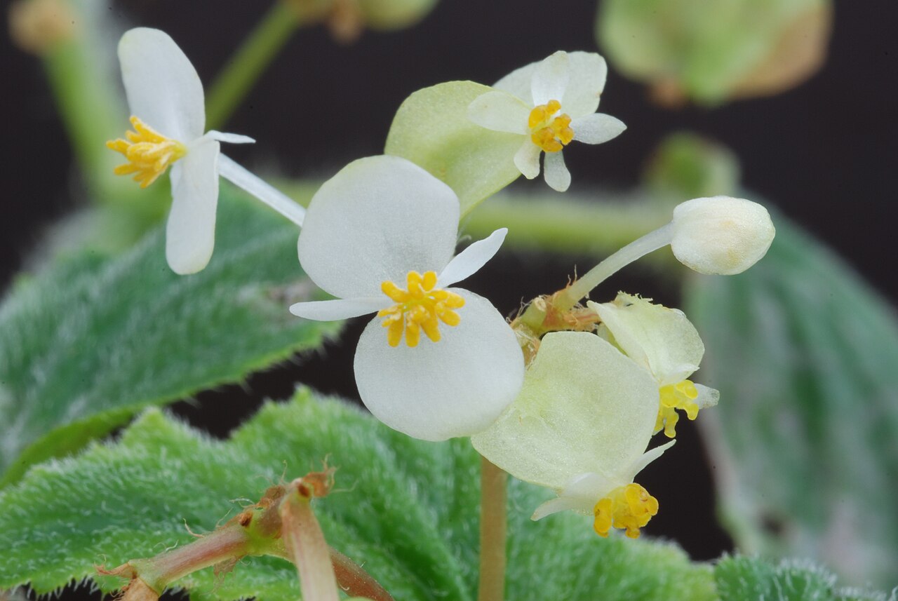 Brazilian begonia: Begonia hirtella Link Family : Begoniaceae Accession : 20071181-38 National Botanical Garden of Belgium Meise Botanic Garden Native name Nationale Plantentuin v