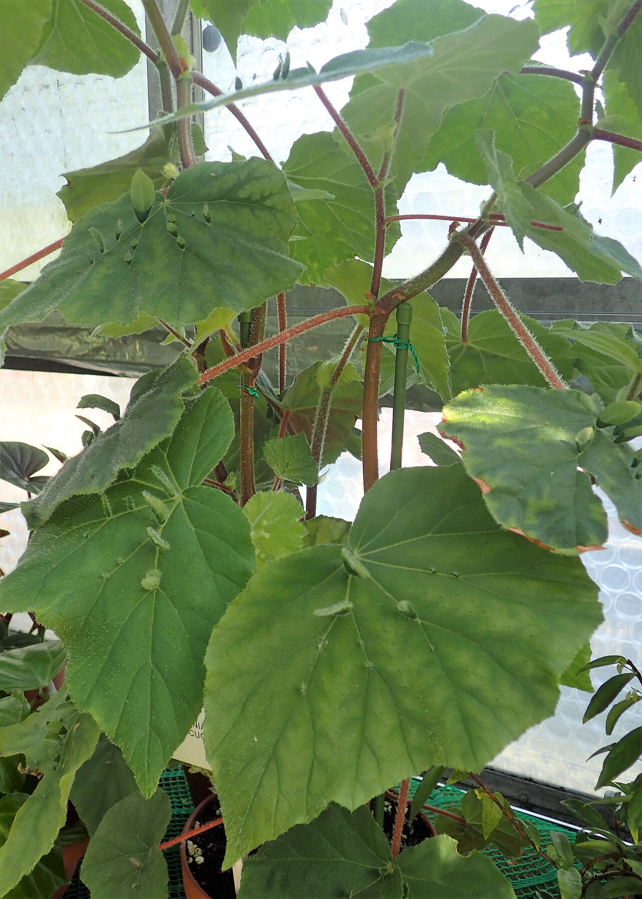Begonia hispida: Begonia hispida var. cucullifera in botanical garden in Kraków