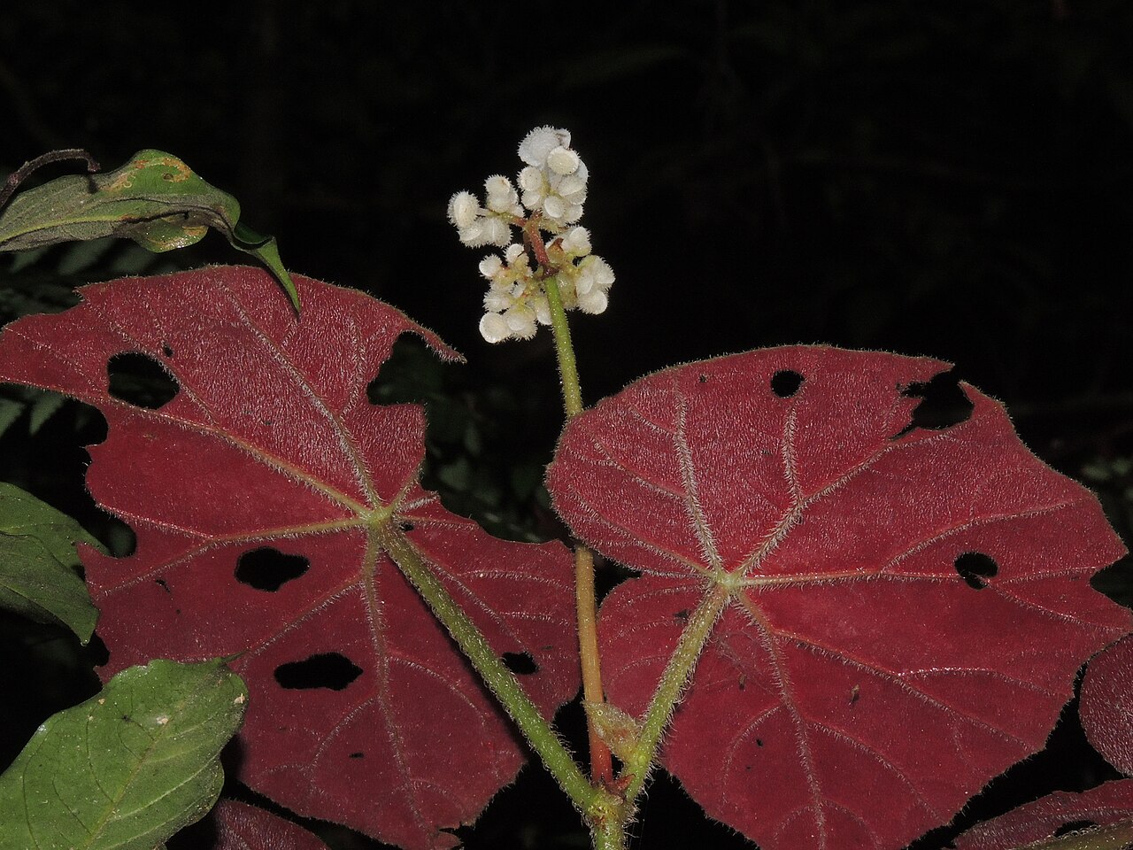 Begonia hispida: Begonia hammoniae, RPPN Bugerkofp, Blumenau, SC, Brasil, 2024-04-28 (iNaturalist).