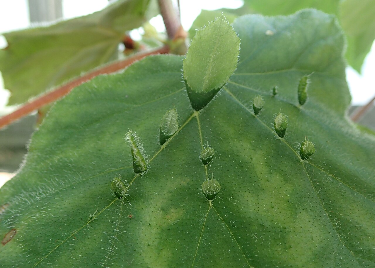 Begonia hispida: Begonia hispida var. cucullifera in botanical garden in Kraków