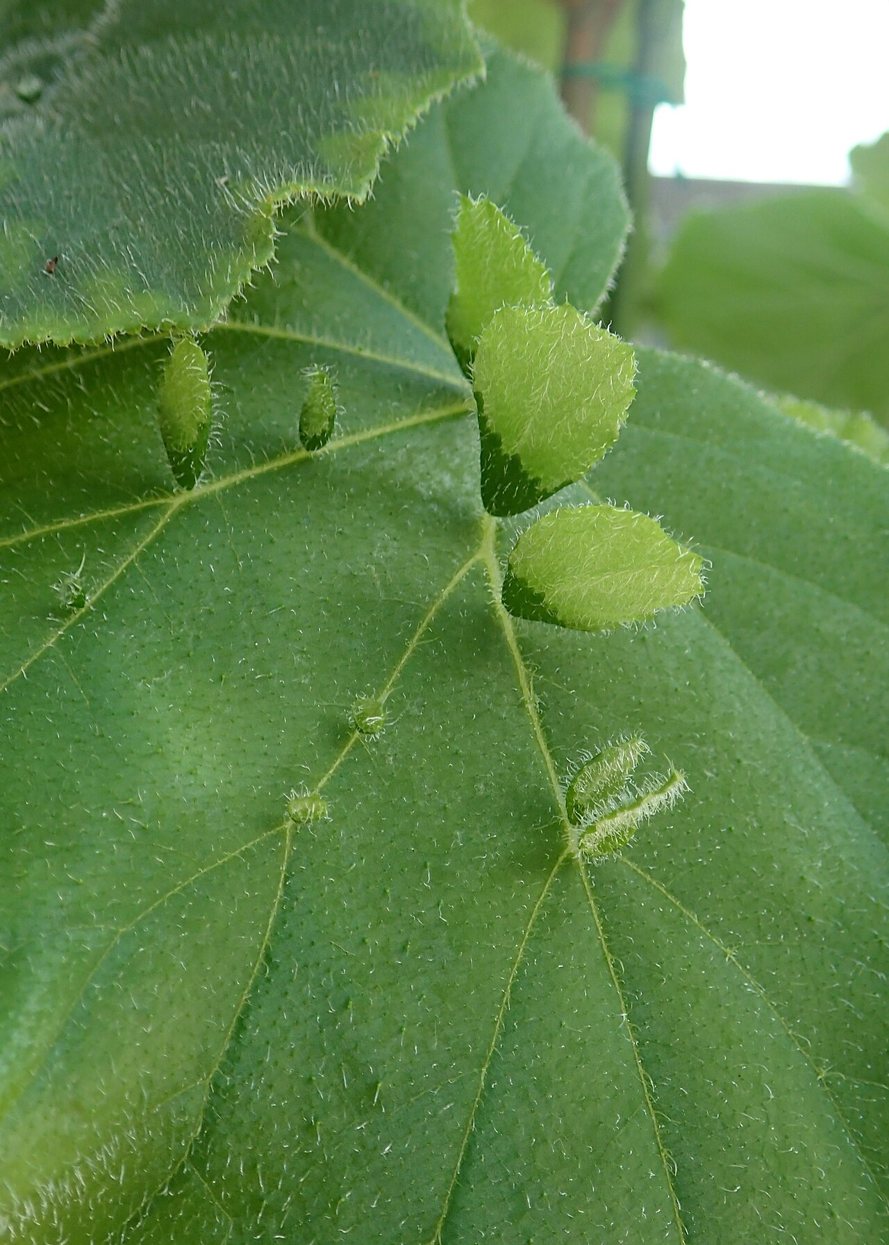 Begonia hispida: Begonia hispida var. cucullifera in botanical garden in Kraków