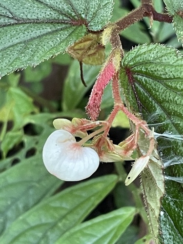 Begonia hispidissima (Begonia hispidissima)