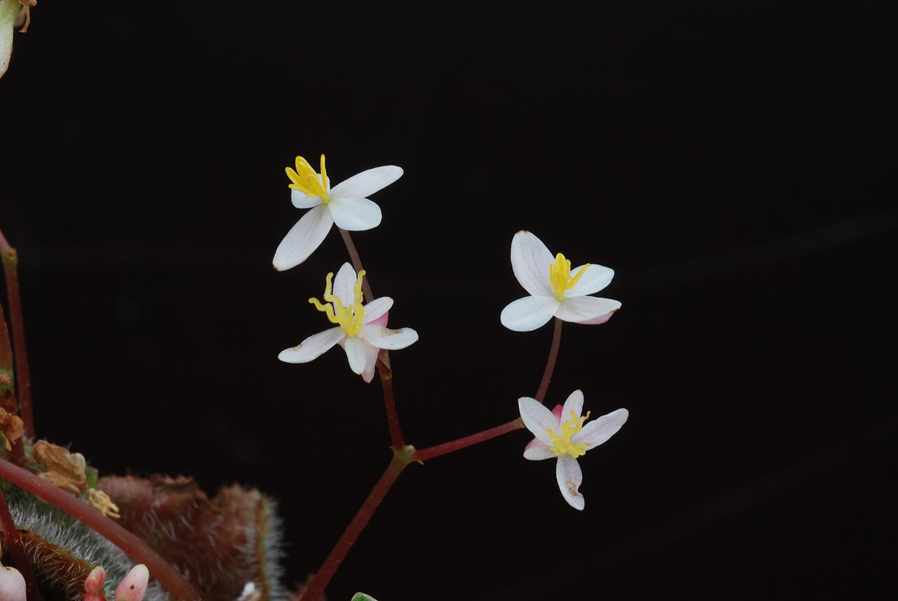Begonia hoehneana: Begonia hoehneana Irmsch. Family : Begoniaceae Accessions : 20071182-39 National Botanical Garden of Belgium Meise Botanic Garden Native name Nationale Plantent