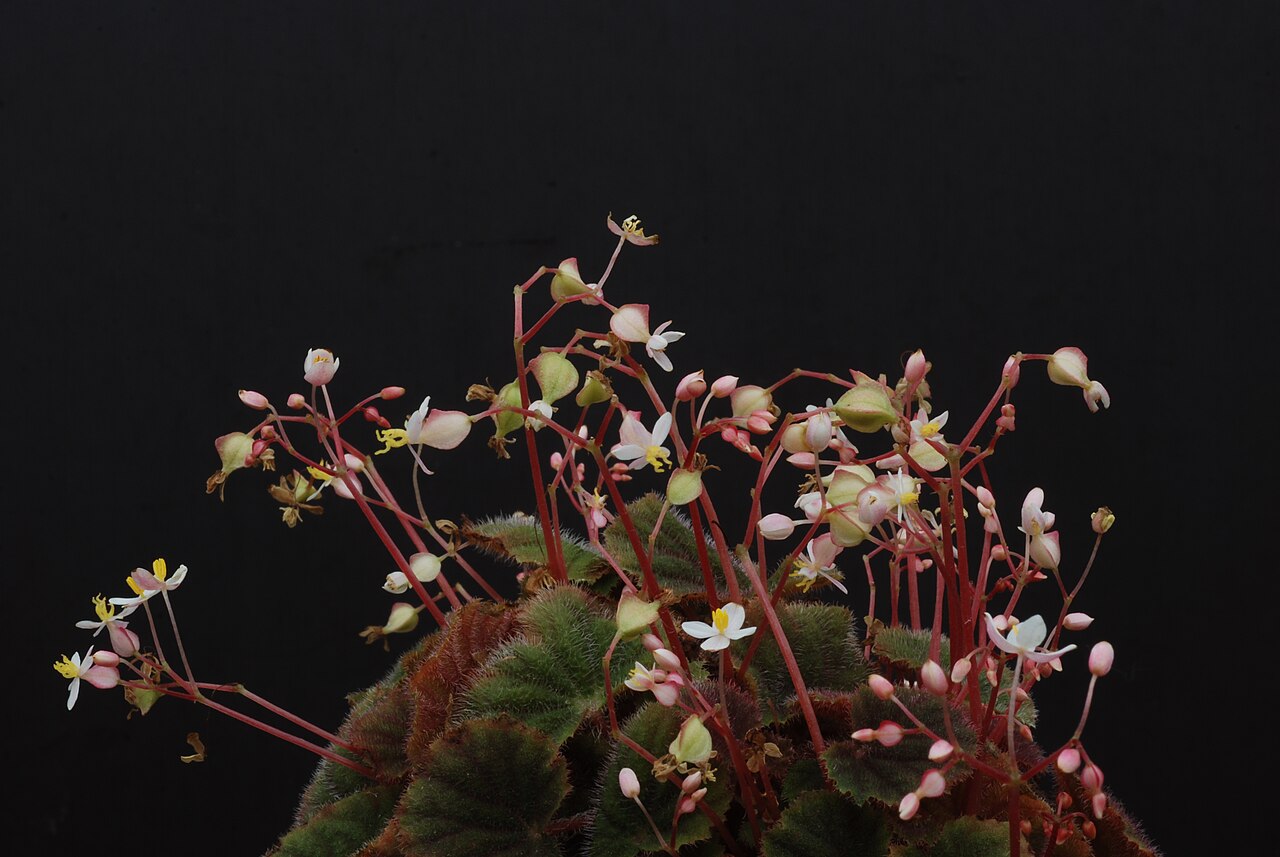 Begonia hoehneana: Begonia hoehneana Irmsch. Family : Begoniaceae Accessions : 20071182-39 National Botanical Garden of Belgium Meise Botanic Garden Native name Nationale Plantent