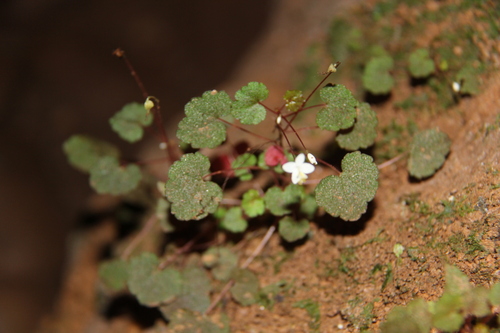 Begonia hoehneana (Begonia hoehneana)