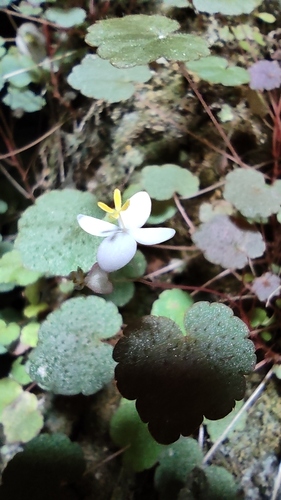 Begonia hoehneana (Begonia hoehneana)