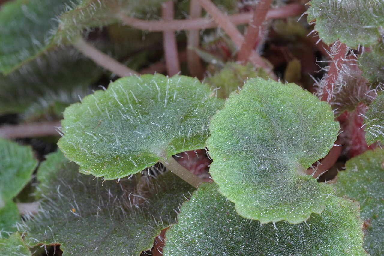 Begonia hoehneana: Begonia hoehneana Irmsch. Family : Begoniaceae Accessions : 20071182-39 National Botanical Garden of Belgium Meise Botanic Garden Native name Nationale Plantent