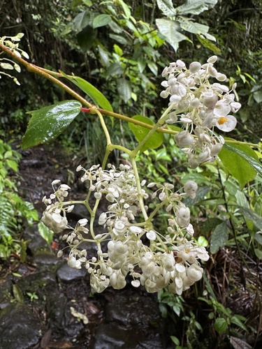 Begonia holtonis (Begonia holtonis)