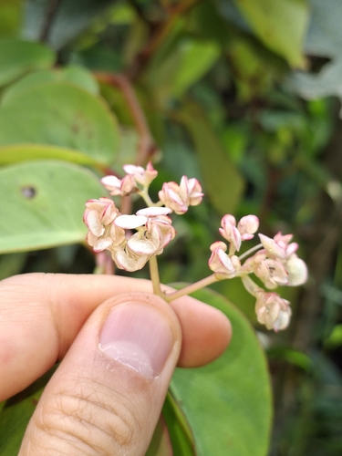 Begonia holtonis (Begonia holtonis)