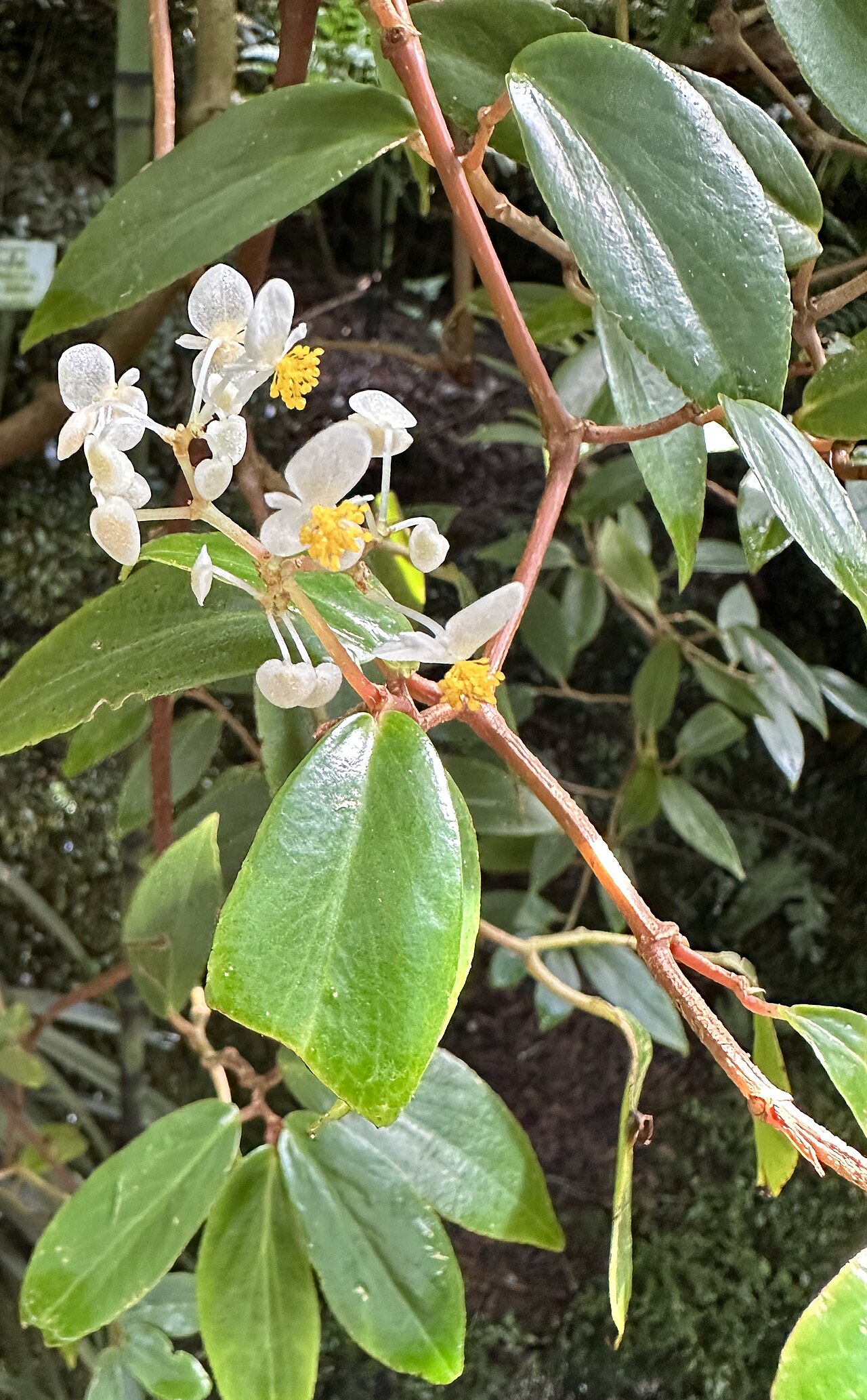 Begonia holtonis: Begonia holtonis im Botanischen Garten München