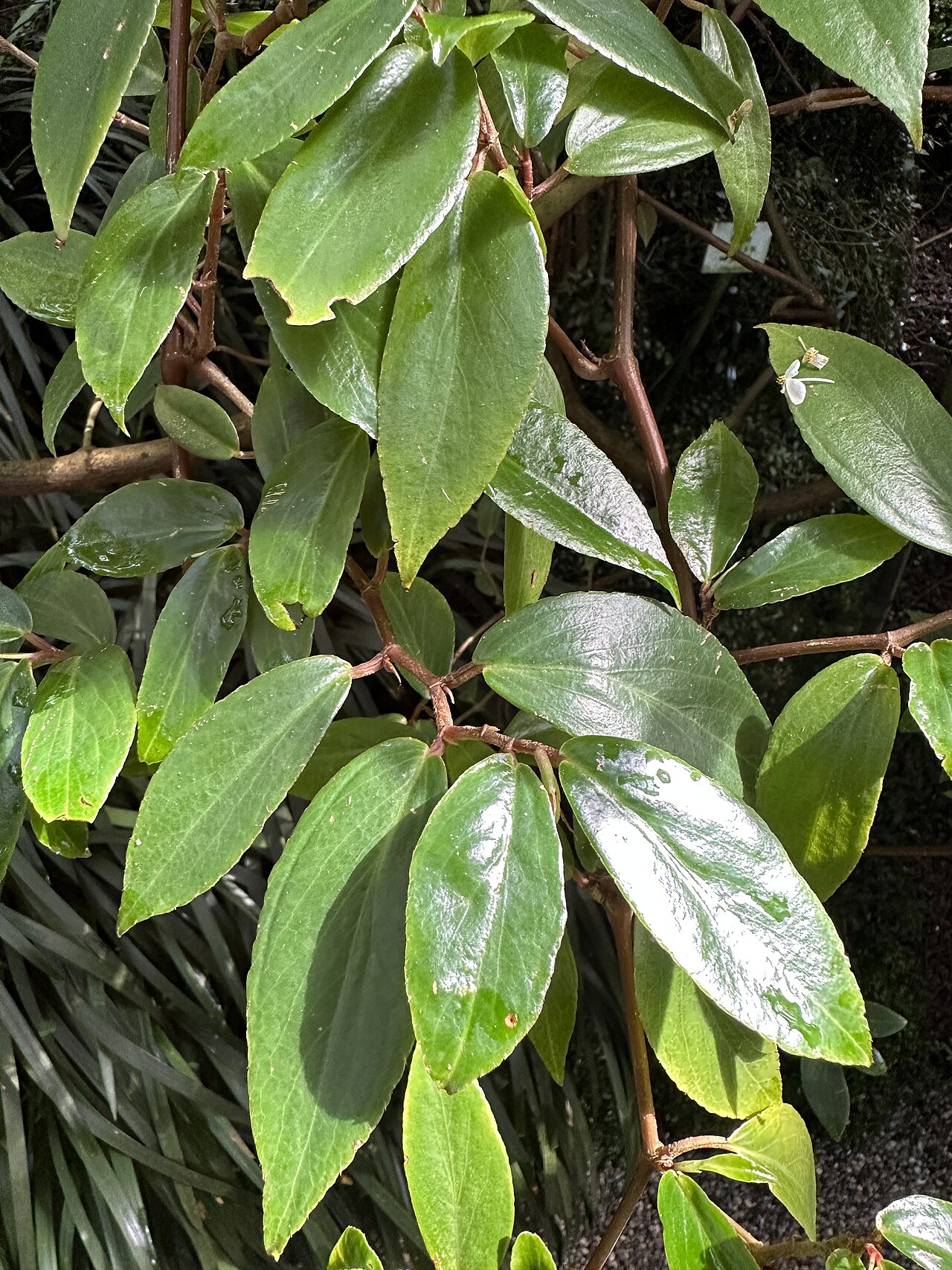 Begonia holtonis: Begonia holtonis im Botanischen Garten München