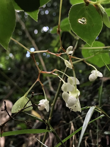 Begonia holtonis (Begonia holtonis)