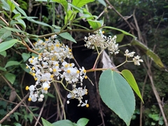 Begonia holtonis (Begonia holtonis)
