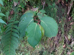 Begonia holtonis (Begonia holtonis)