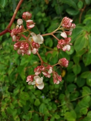 Begonia holtonis (Begonia holtonis)