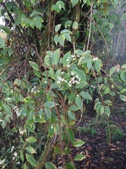 Begonia holtonis (Begonia holtonis)